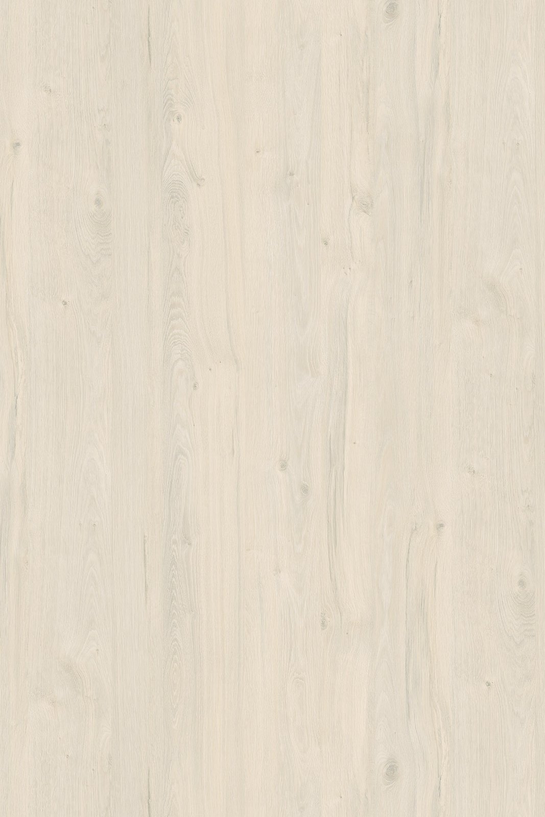 White Coastland Oak